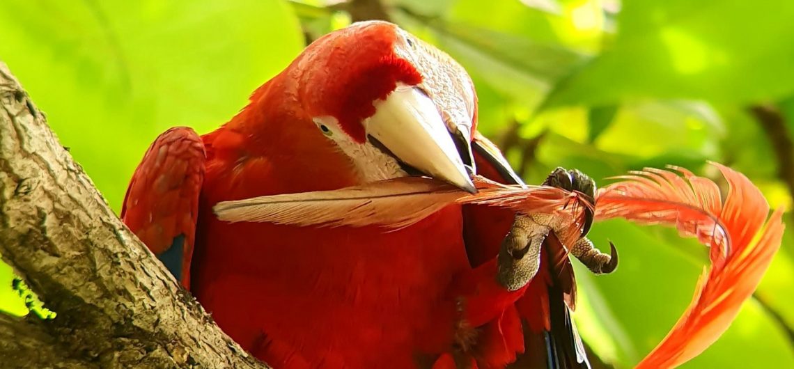 Scarley Macaw Corcovado National Park