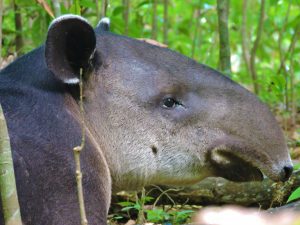 Tapir Corcovado National Park Costa Rica